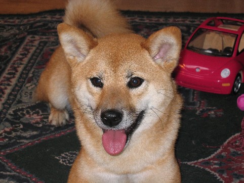 Artemis 13 months