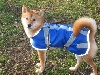 New Coat