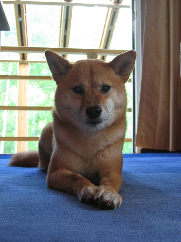 Artemis on blue