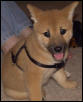 Artemis puppy 2