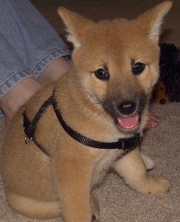 Artemis puppy 2