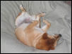 Belly up