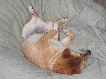 Belly up