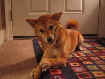 Big bone 1