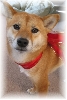 Artemis Christmas 05