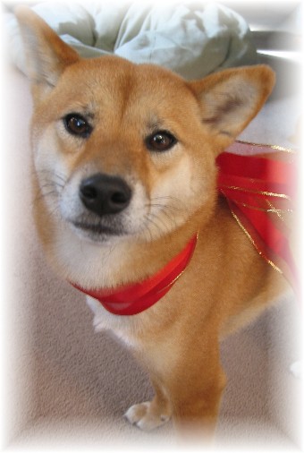 Artemis Christmas 05