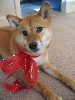 Artemis Christmas 2 05