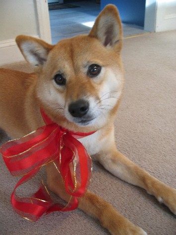Artemis Christmas 2 05