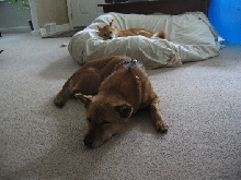 Foster and Artemis sleeping