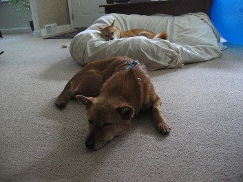 Foster and Artemis sleeping