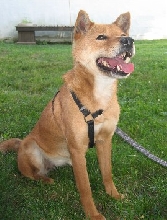Foster 2