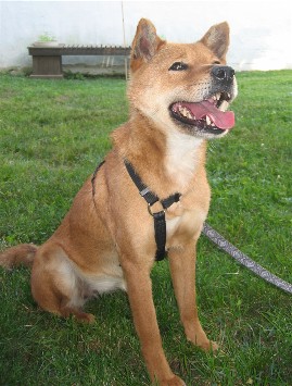 Foster 2