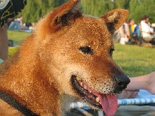 Foster 6