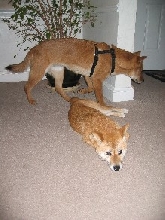 Foster and Artemis