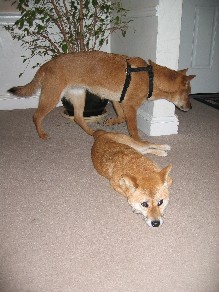 Foster and Artemis