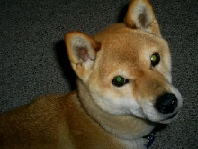 dogneedshome