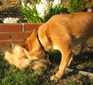 Spring blow