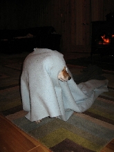 Where's Artemis?