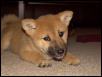 Artemis puppy