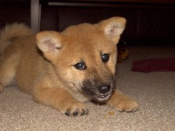 Artemis puppy