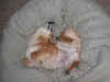 beanbag1