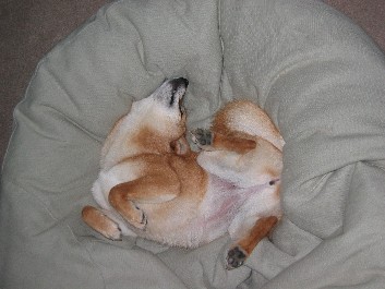 beanbag1