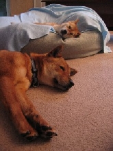 Foster and Artemis resting