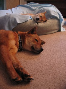 Foster and Artemis resting