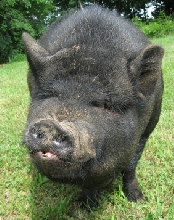 Pot-bellied pig