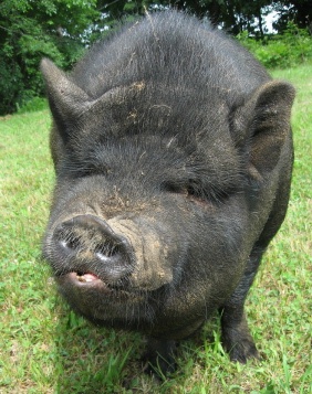 Pot-bellied pig