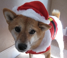 santa paws