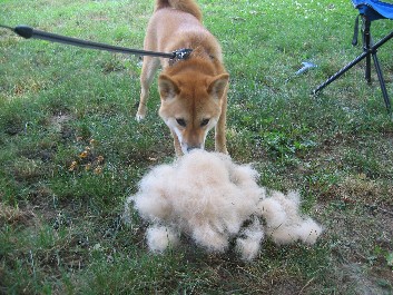 sniffingfur