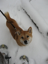 Snow Shoes