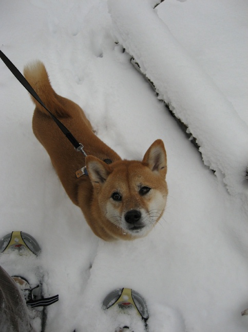 Snow Shoes