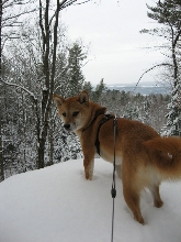 Lookout