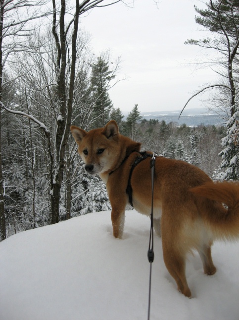 Lookout