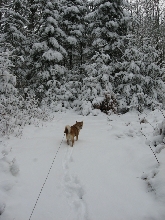 Winter Wonderland