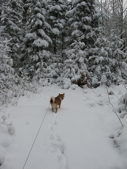 Winter Wonderland