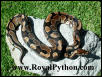 This handsome 1,350-gram male was sold to Frank M.
