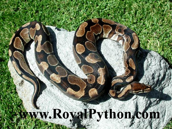 This handsome 1,350-gram male was sold to Frank M.