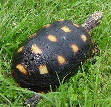 Female Red-Foot