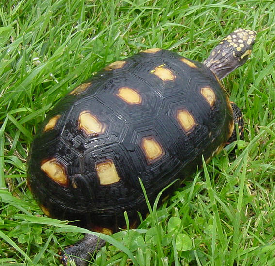 Female Red-Foot