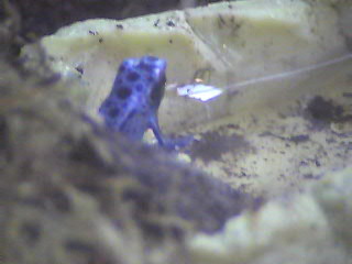 Brad's Dendrobates Azureus