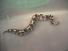 billy's gaboon