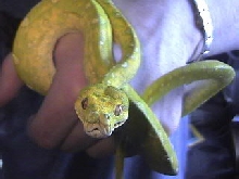 Me With Billy's GreenTreePython
