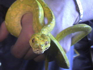 Me With Billy's GreenTreePython