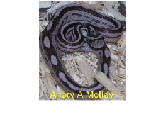 Anery A Motley