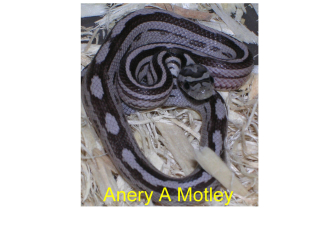 Anery A Motley