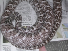 Male Axanthic Brooksi