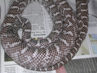 Male Axanthic Brooksi